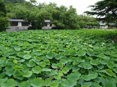 🌸 겐지 연못 (겐지이케)